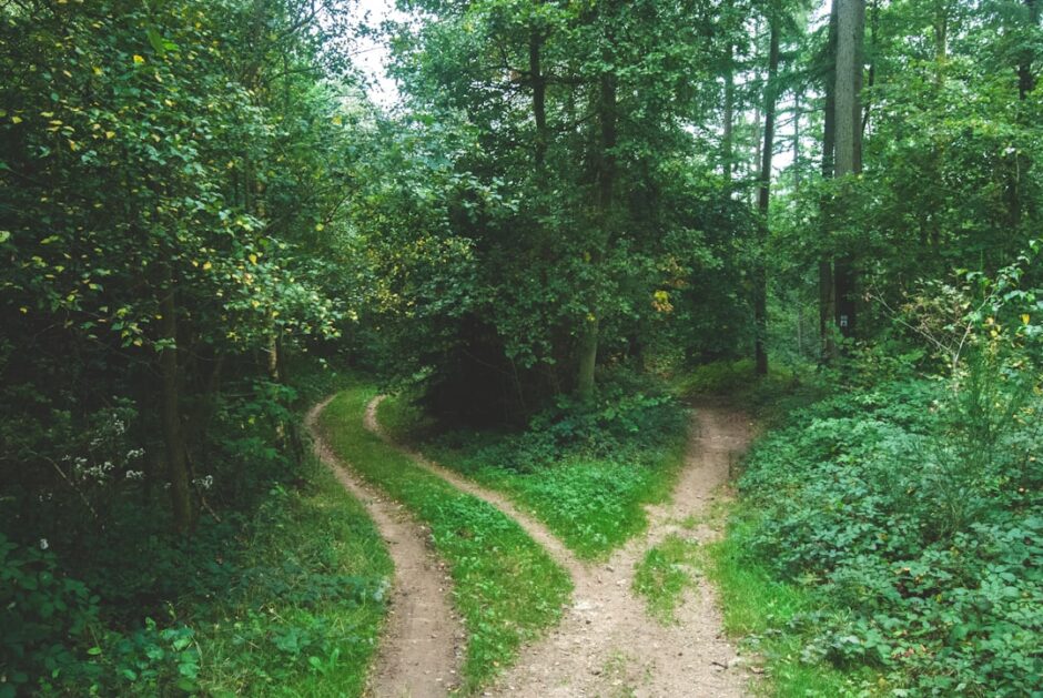森の中で道が分かれる風景。決断と選択を象徴するイメージ