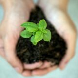 手のひらで緑の苗を包み、慎重に守り育てている様子。責任と相手への配慮を象徴する写真